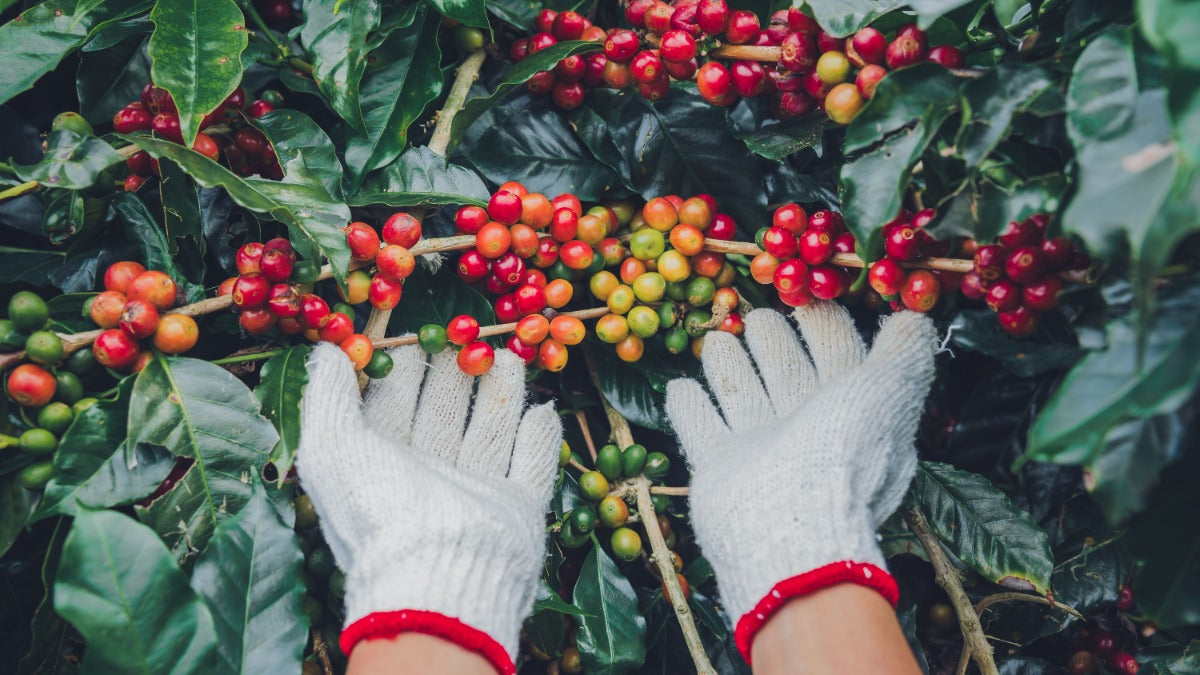 Coffee Harvesting